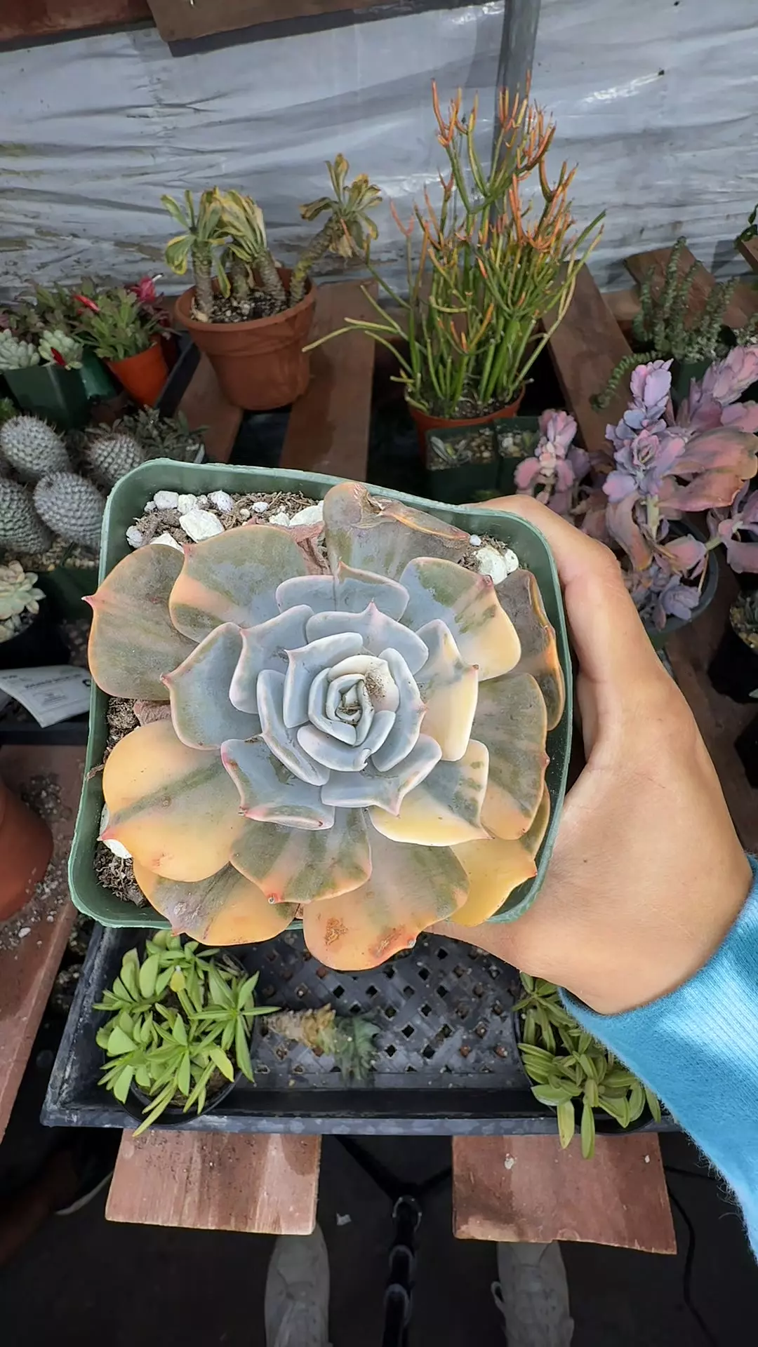 plant/Echeveria Gemini var-0