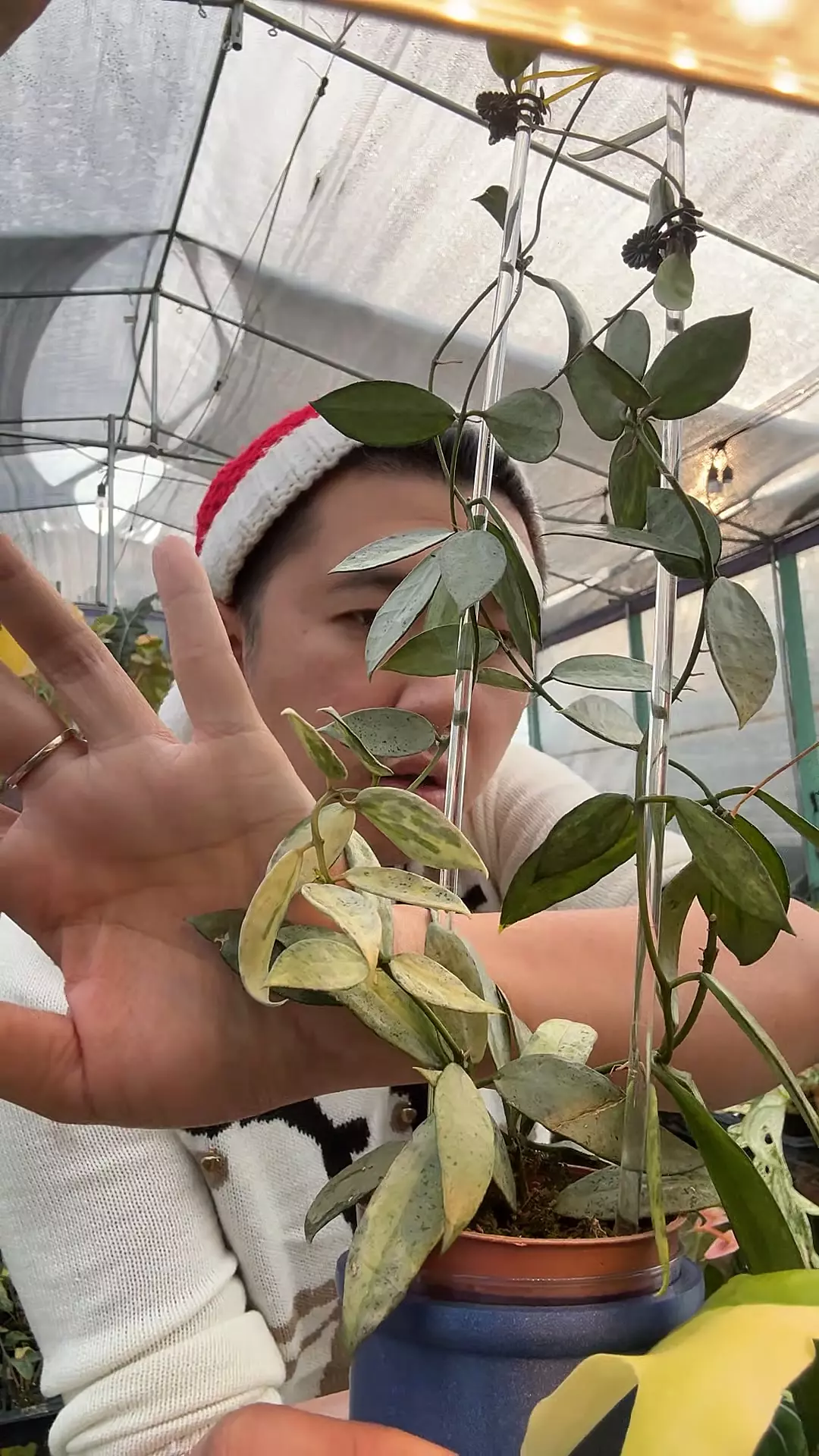 plant/Hoya Winter Pandora 2-3 node CUTTING-0