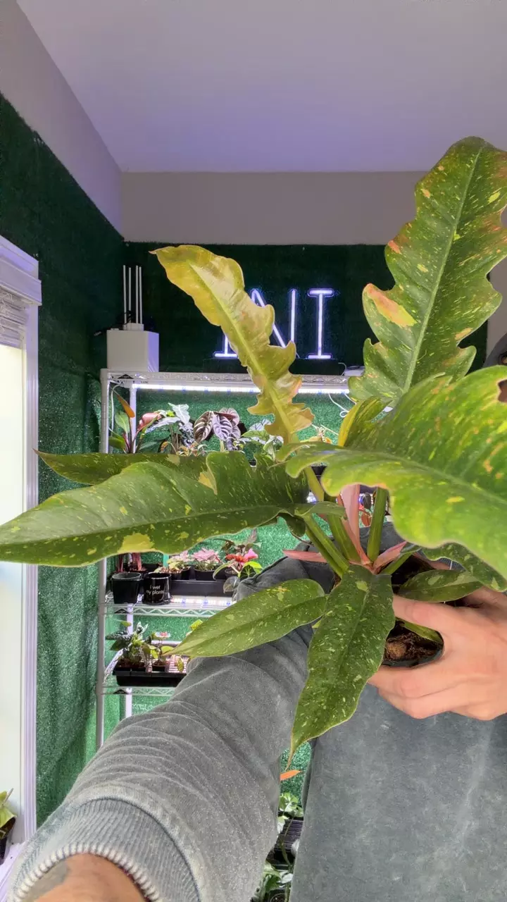 plant/philodendron jungle boogie-0