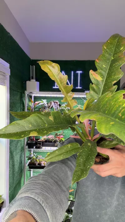 plant/philodendron jungle boogie-0-thumbnail