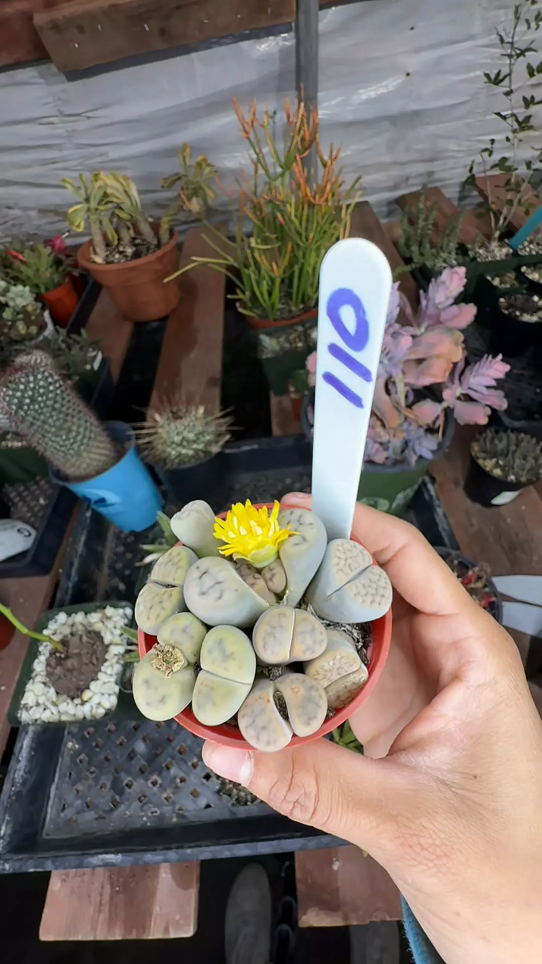 plant/lithops-0