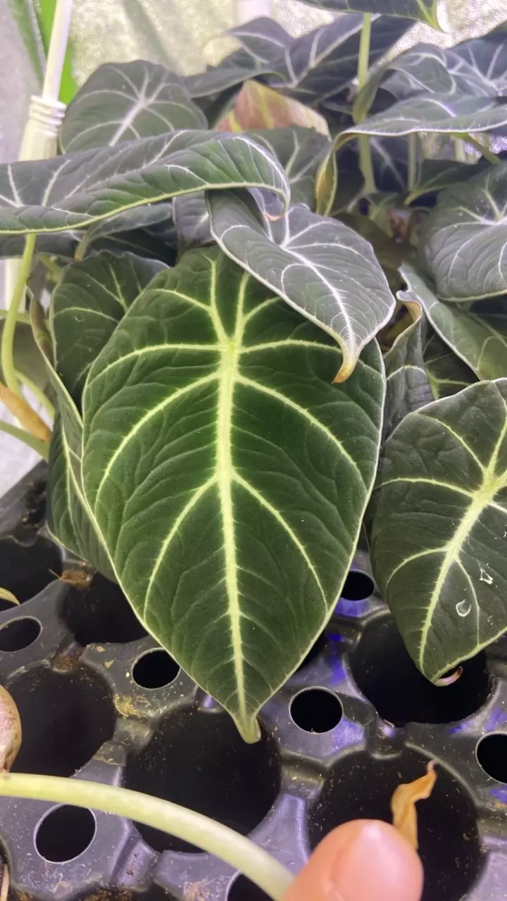 plant/Alocasia Black Velvet-0