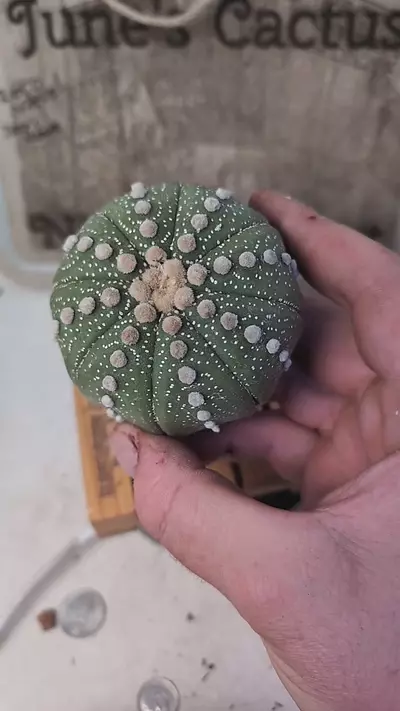 plant/j158 Astro asterias rensei 2.75" wide plant-0-thumbnail