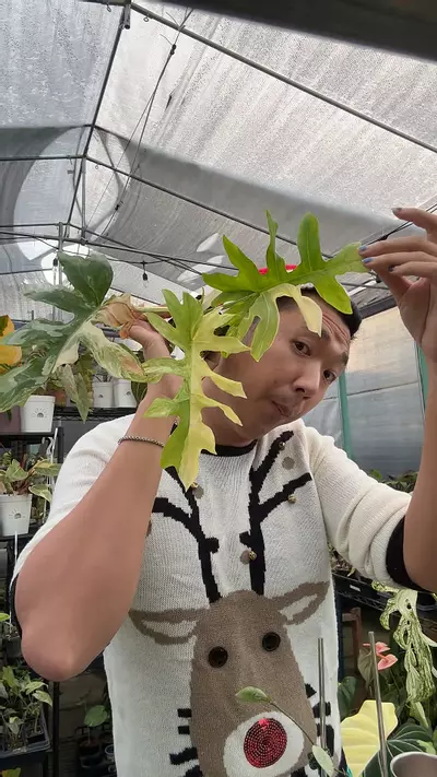 plant/5967 Distantilobum-0-thumbnail