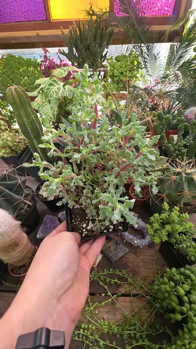 plant/ice plant #10-0-thumbnail