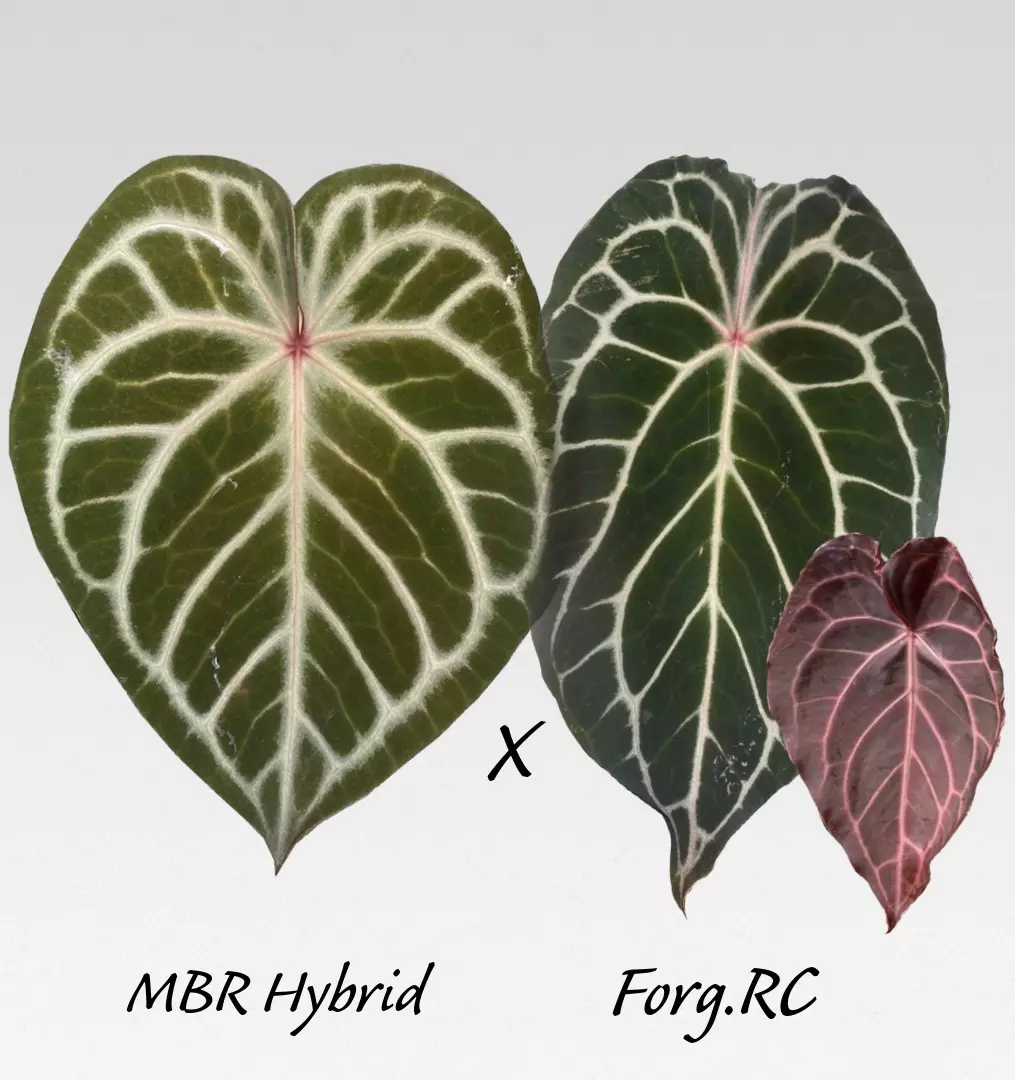 plant/🪙SILVER BUNDLE🪙-1