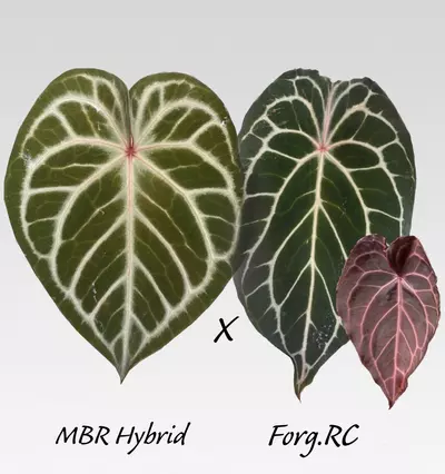 plant/🪙SILVER BUNDLE🪙-1-thumbnail