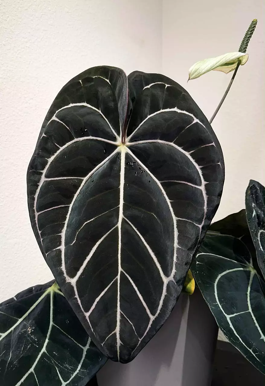 plant/Carla BUNDLE-0