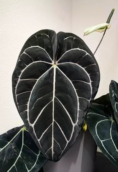 plant/Carla BUNDLE-0-thumbnail