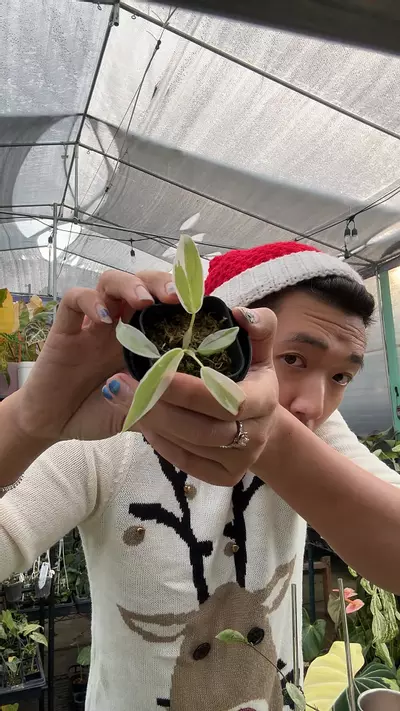 plant/PSS Albo 5966-0-thumbnail