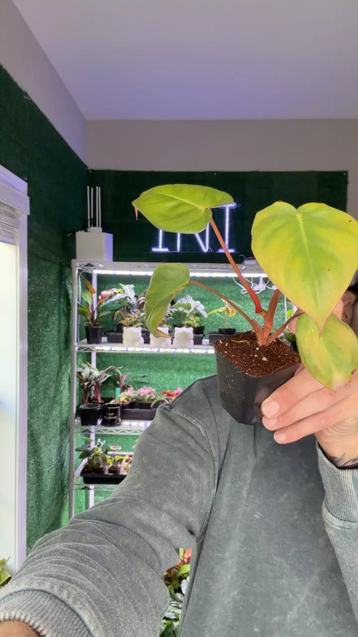 plant/billinum (billitie X pastra)-0