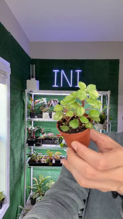 plant/peppermonia verigated merldana-0-thumbnail