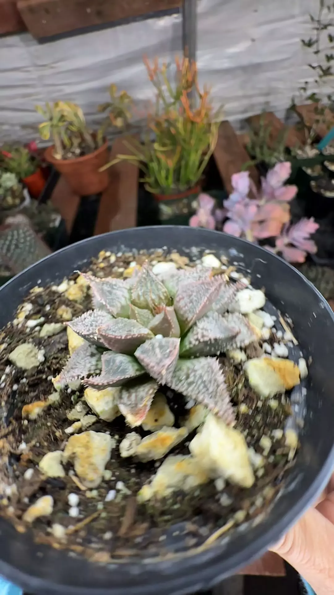 plant/Haworthia emelyae v major cv ‘Hakuma’-0