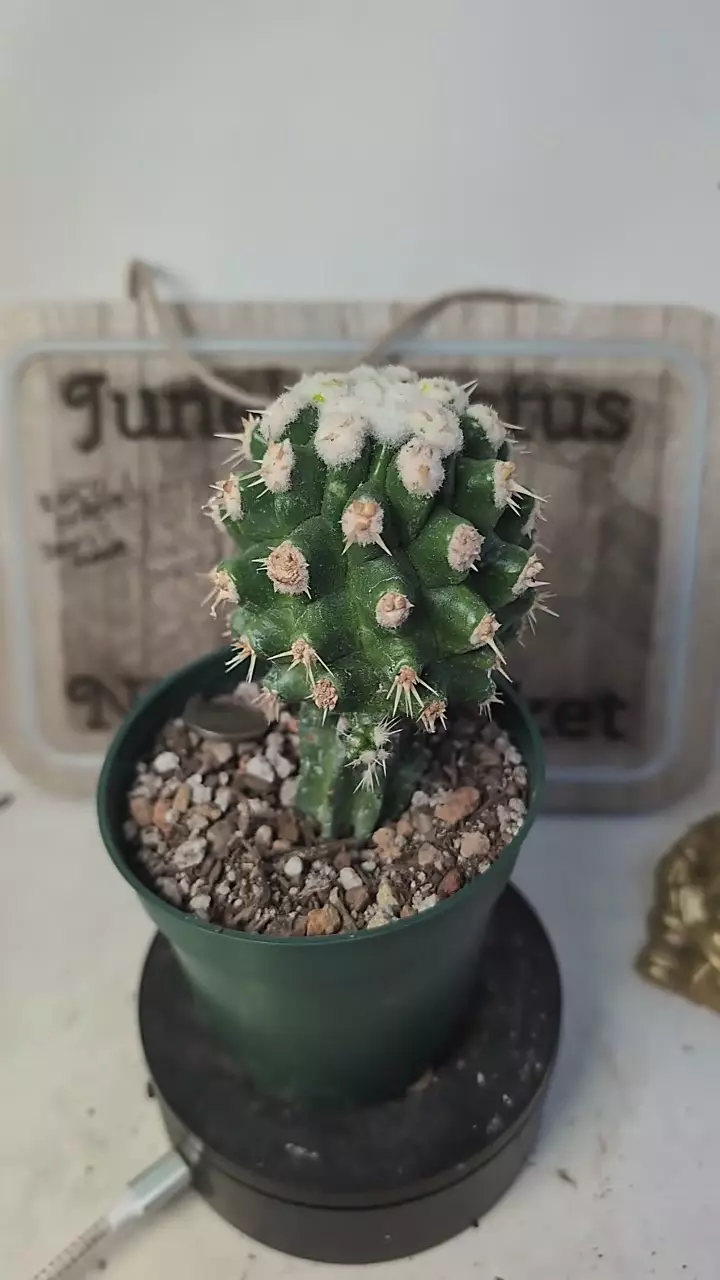 plant/j147 Golden barrel brevispinus on graft 4" pot-0