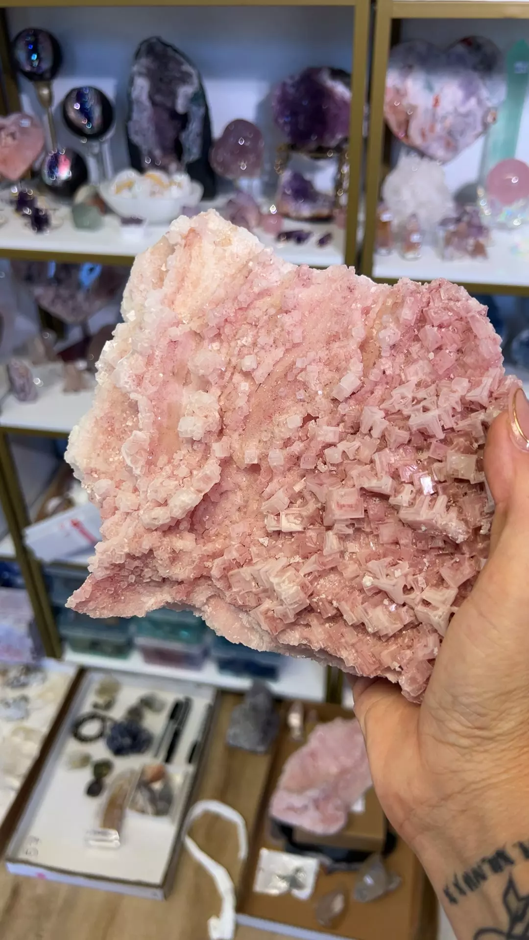 plant/Giant pink hay light hombre 8” x 6”-0