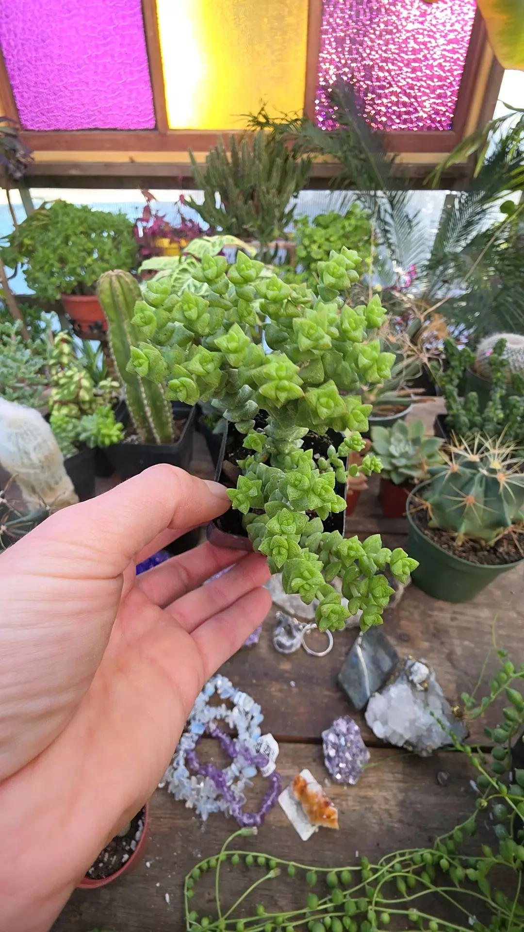 plant/tom thumb 2"-0