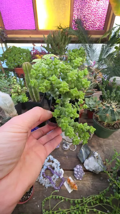 plant/tom thumb 2"-0-thumbnail
