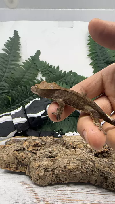 plant/375 dark phantom tiger-0-thumbnail