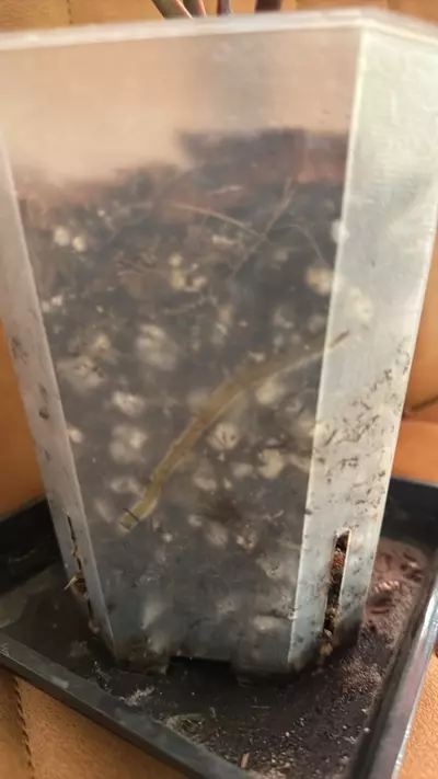 plant/Doc Block Michelle Blister Variegated-2-thumbnail