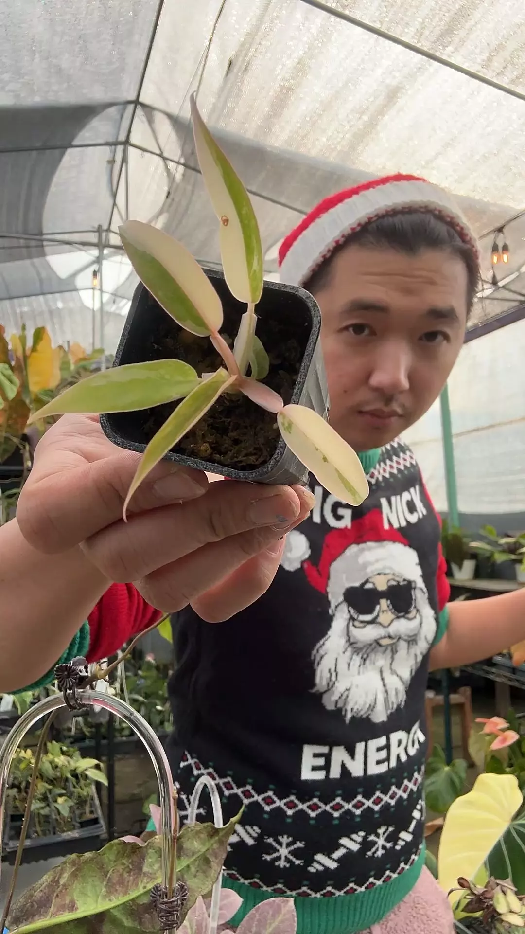 plant/8248 Florida Beauty x Tortum-0