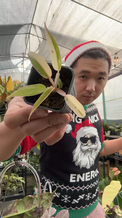 plant/8248 Florida Beauty x Tortum-0-thumbnail