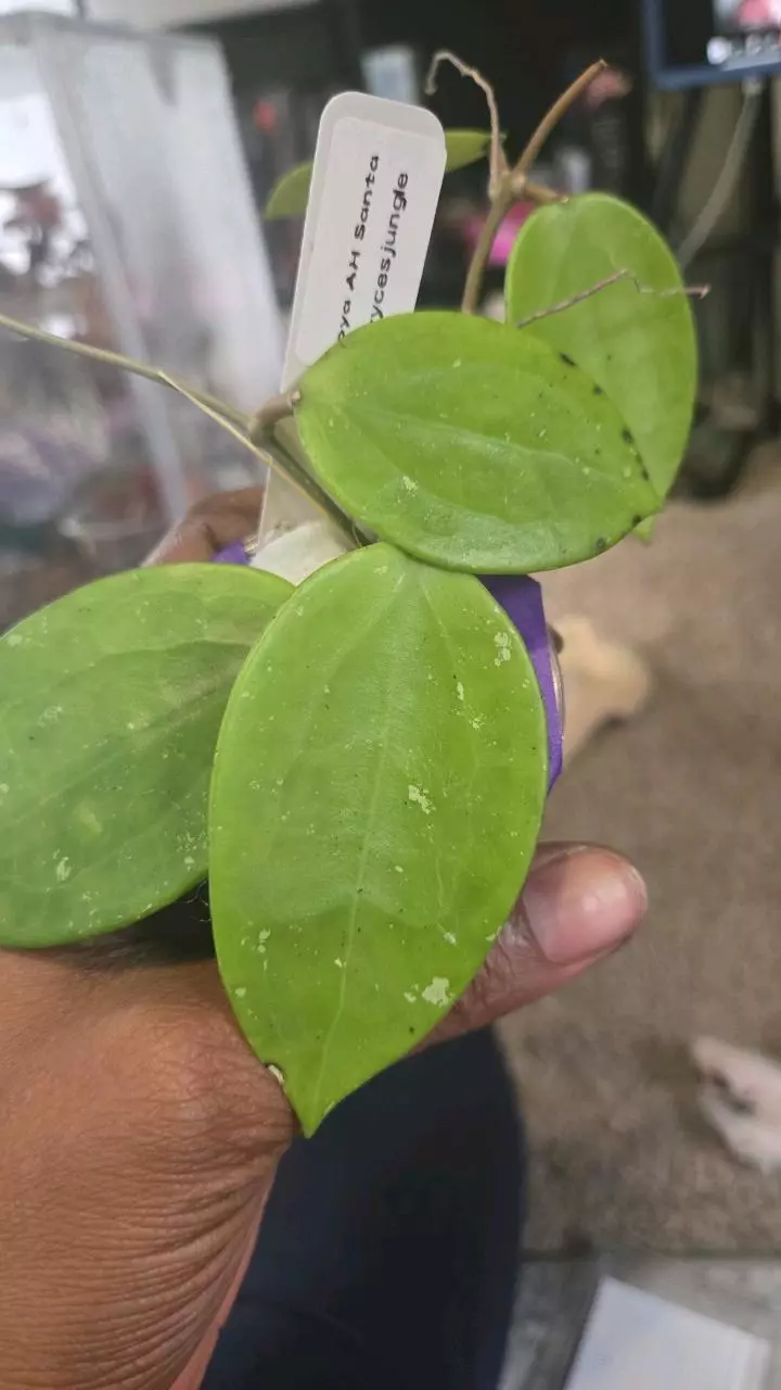 plant/<Bryce>022 Hoya AH Santa-0