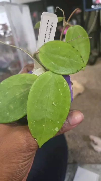 plant/<Bryce>022 Hoya AH Santa-0-thumbnail