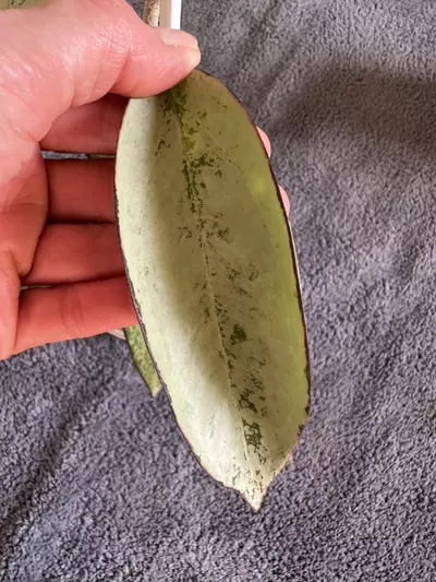 plant/0456 Hoya patcharawalai silver-2-thumbnail