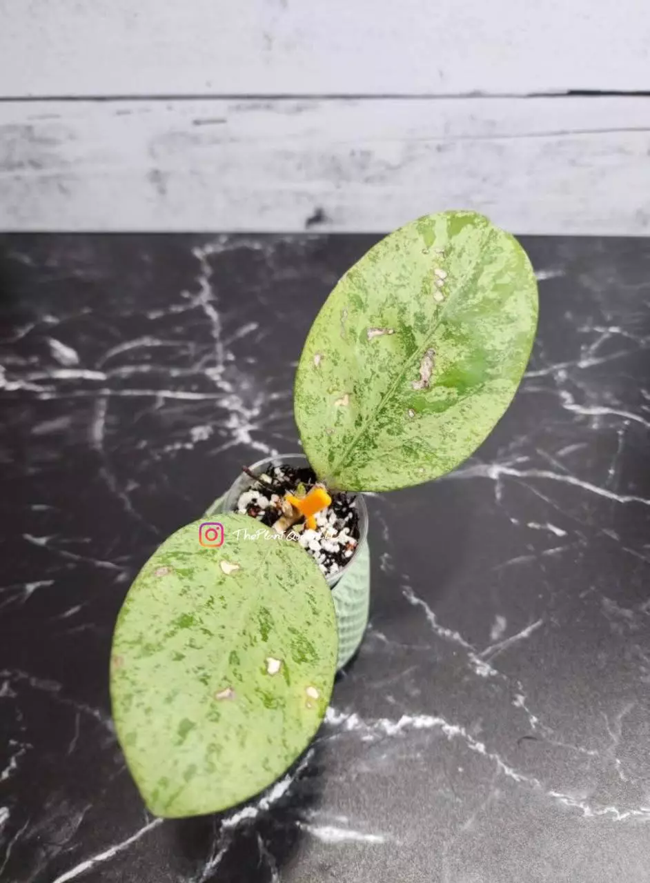 plant/#56 Hoya 'Michele' (Silver)-0