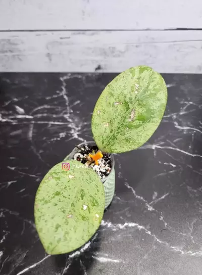 plant/#56 Hoya 'Michele' (Silver)-0-thumbnail