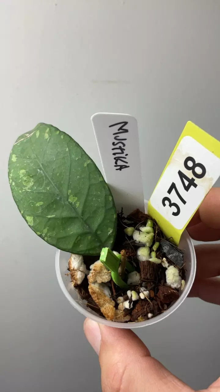 plant/3748 sp aceh mustika-0