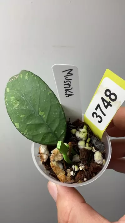 plant/3748 sp aceh mustika-0-thumbnail