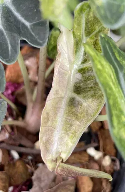 plant/Amazonica splash corn-0-thumbnail