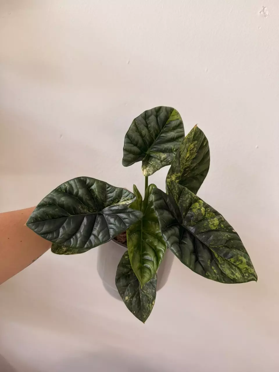 plant/Alocasia Sinuata Aurea Corm (A.2)-0