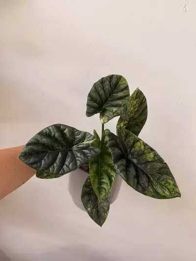 plant/Alocasia Sinuata Aurea Corm (A.2)-0-thumbnail