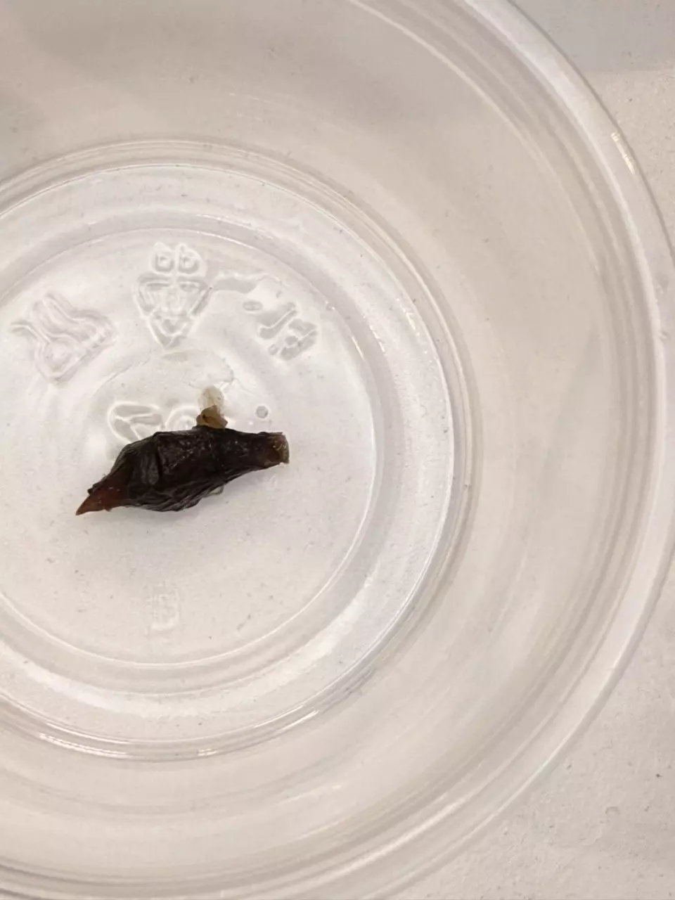 plant/Alocasia Pink Dragon Aurea Corm-1