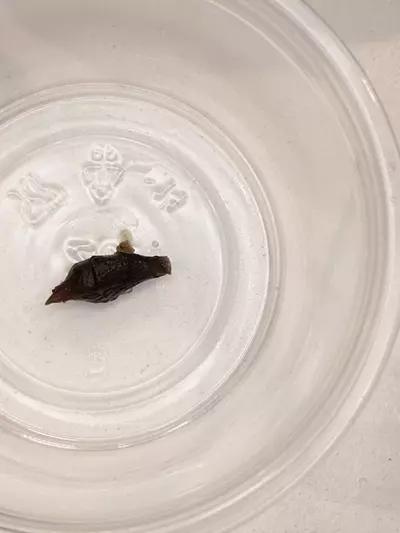 plant/Alocasia Pink Dragon Aurea Corm-1-thumbnail