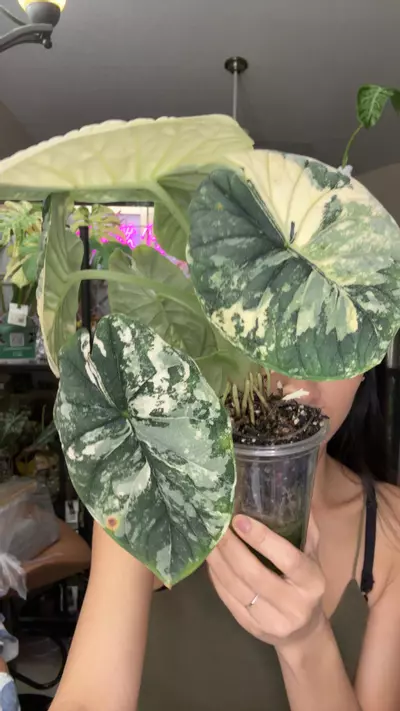 plant/melo albo corm-0-thumbnail