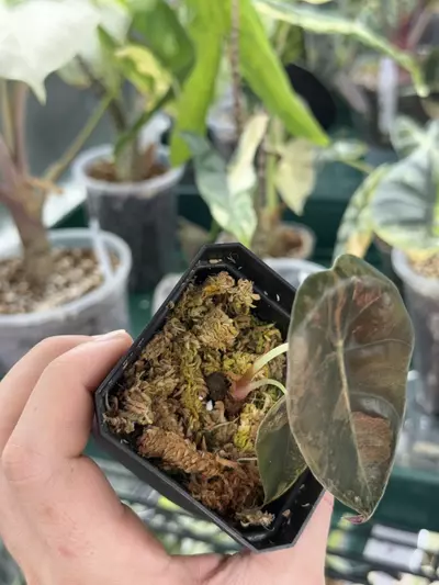 plant/Alocasia Sedenii Aurea pup from corm-2-thumbnail