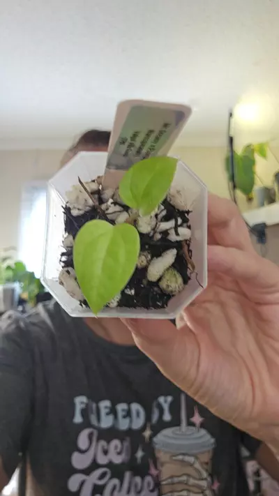 plant/#0192 Mr. Dreamy x (Papi Mag x Warocqueanum)-0-thumbnail