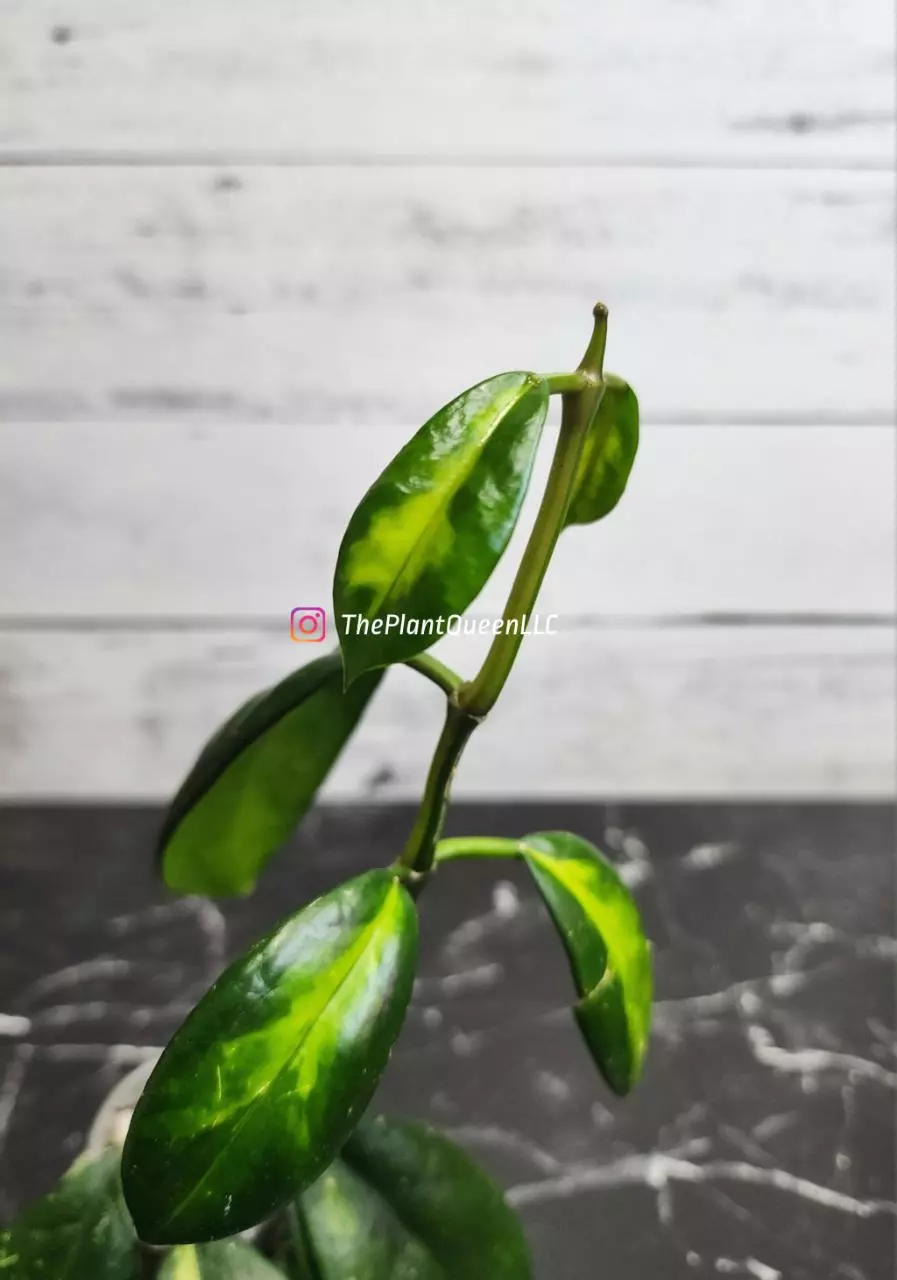 plant/#54 Hoya 'Maharani'-2