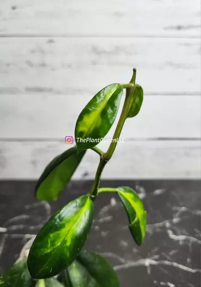 plant/#54 Hoya 'Maharani'-2-thumbnail