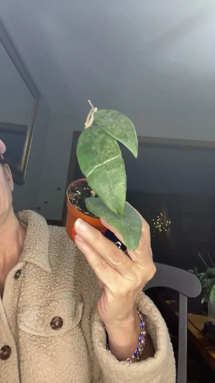 plant/Finlaysonii pangha silver-0