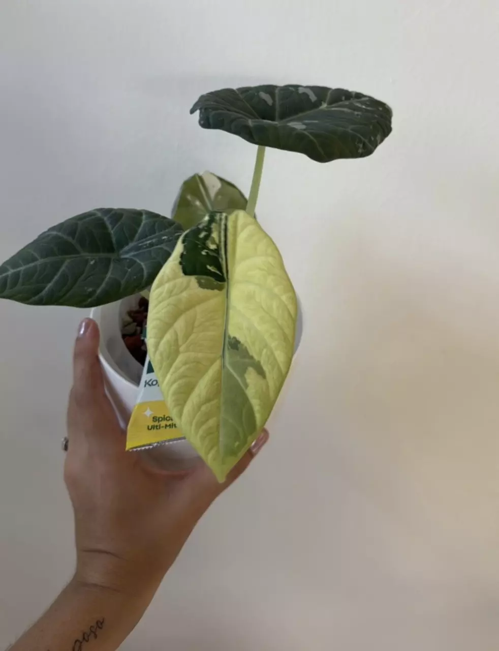 plant/Alocasia Maharani Albo Corm (D)-0