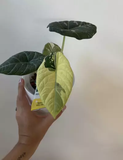 plant/Alocasia Maharani Albo Corm (D)-0-thumbnail