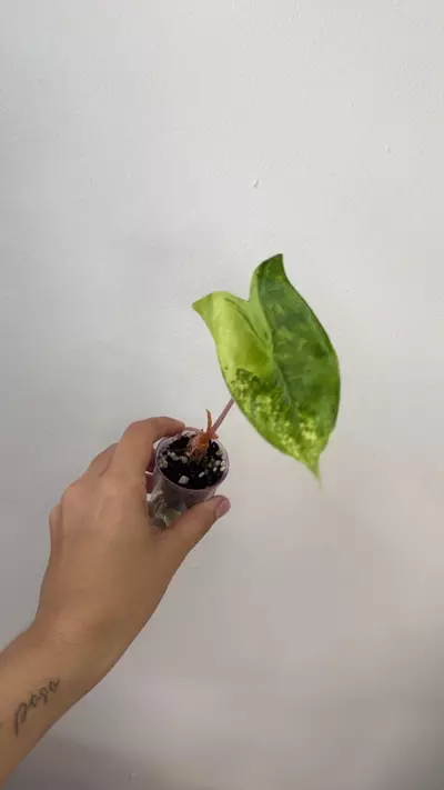 plant/Alocasia Pink Dragon Aurea Corm-0-thumbnail