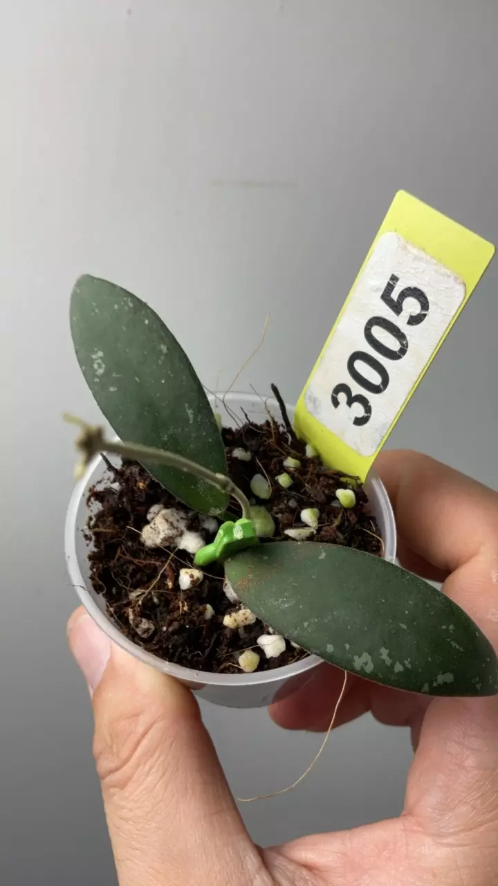 plant/3005 Dragonflight-0