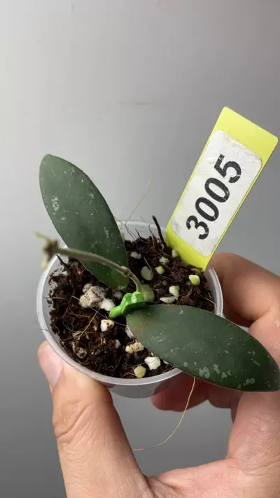 plant/3005 Dragonflight-0-thumbnail