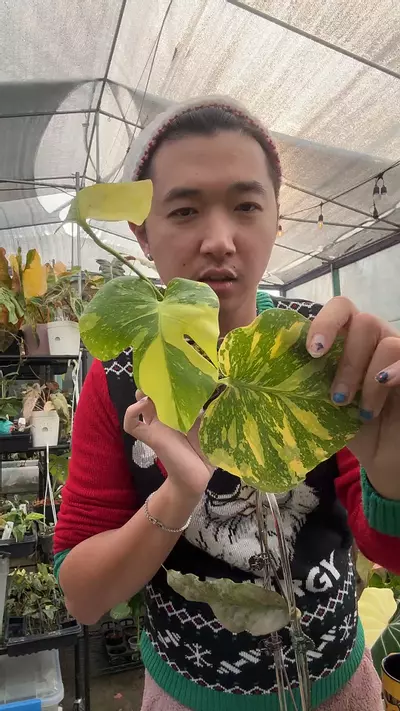 plant/monstera Electrolyte 5697-0-thumbnail