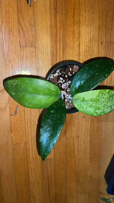 plant/111 Nap 03-0-thumbnail